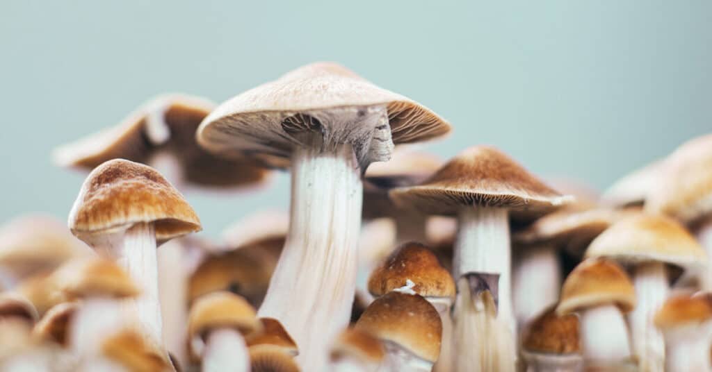 Storing fresh magic mushrooms in fridge