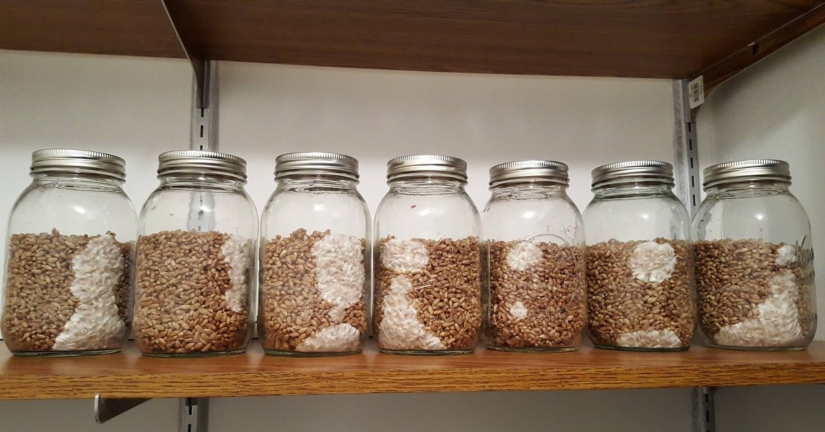 Colonizing mushroom grain spawn jars from grain to grain transfer