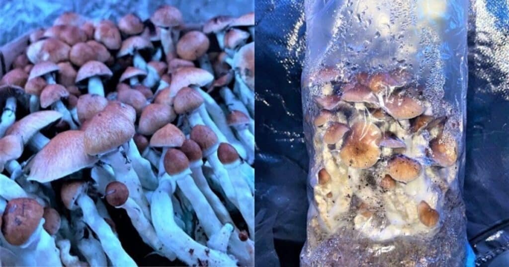 Fruiting magic mushrooms in spawn bag