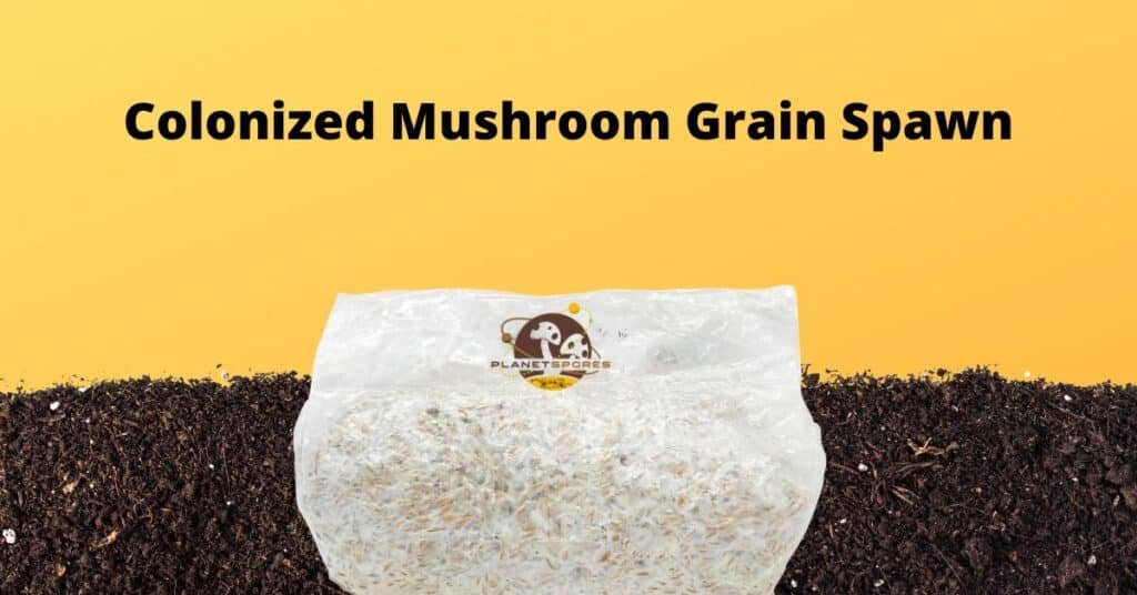 Fully colonized mushroom grain spawn