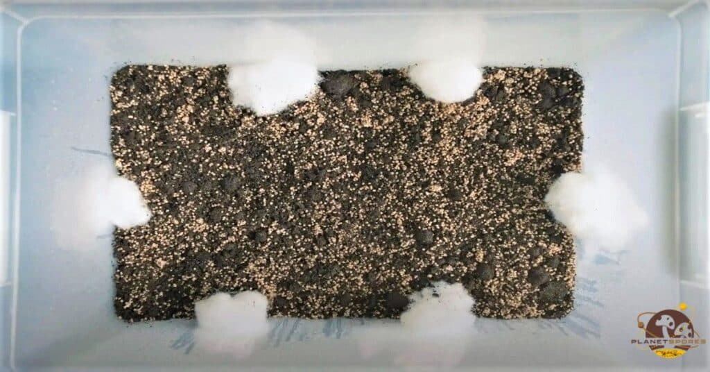 Mixed spawn and substrate in monotub with poly fil