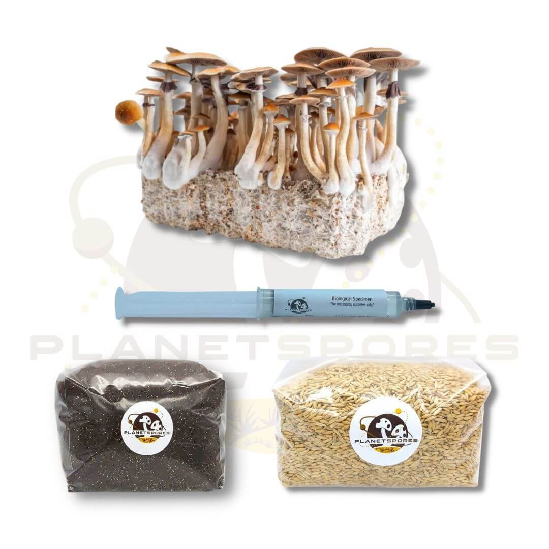 Organic Sterilized Grain Bag  Injection Port 3 lbs  Mushroom Grain  Spawn Bag  North Spore