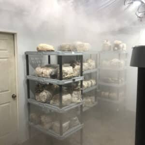 High Relative Humidity (RH) within mushroom fruiting room
