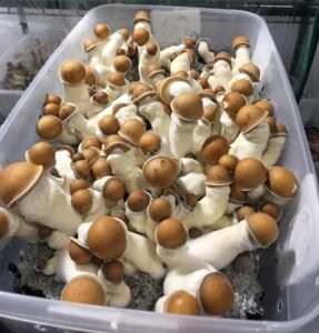 Large flush of magic mushrooms in fruiting tub