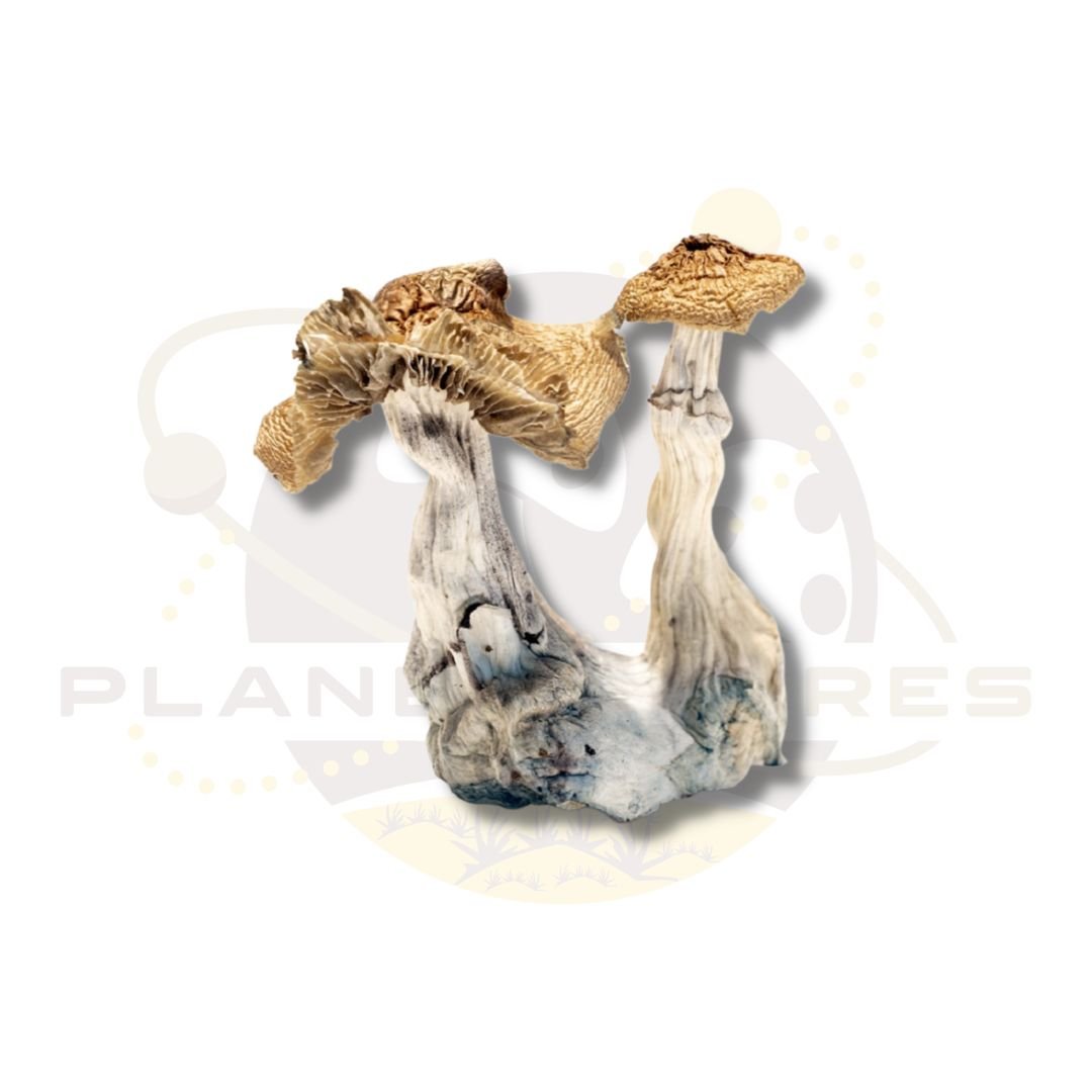 Lizard King Mushroom Spores – planetspores.ca