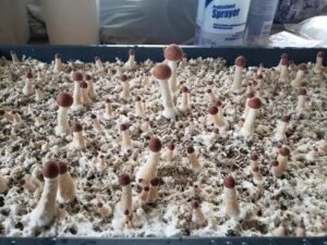 Magic mushroom Pins-Pinning