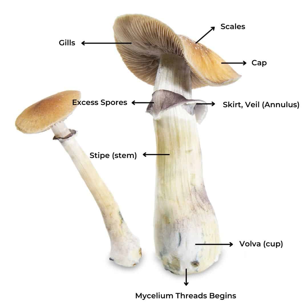Mushroom Anatomy