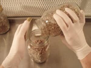 Mushroom Grain to grain transfer