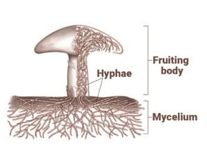 Mushroom Hyphae