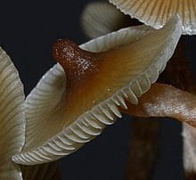 Mushroom Umbo