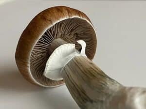 Mushroom Veil (Velum)