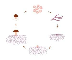 Mushroom fruiting Germination cycle