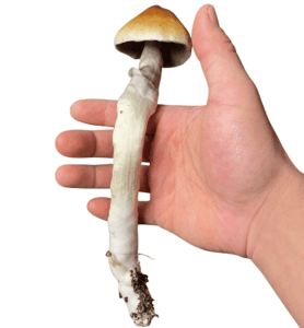 Mushroom fruiting body in hand