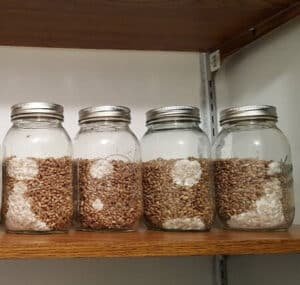 Mycelium colonizing rye grain