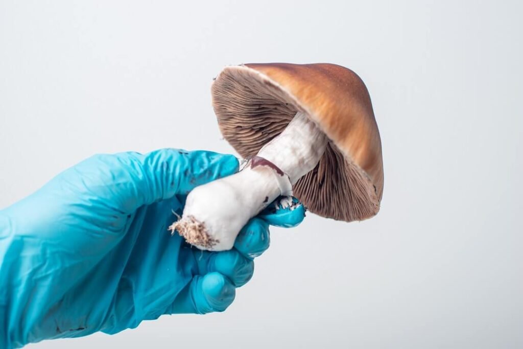 Mycologist holding fresh magic mushroom compressed