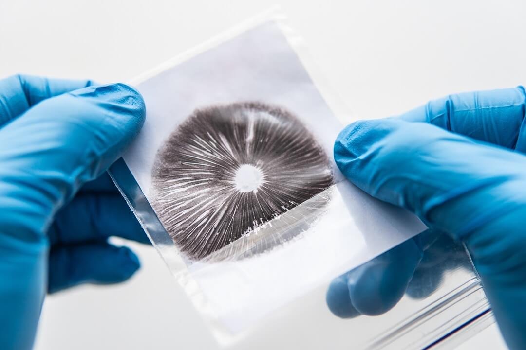 Mycologist preparing mushroom spore print compressed