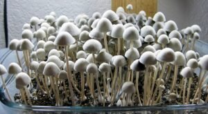 Panaeolus cyanescens magic mushrooms