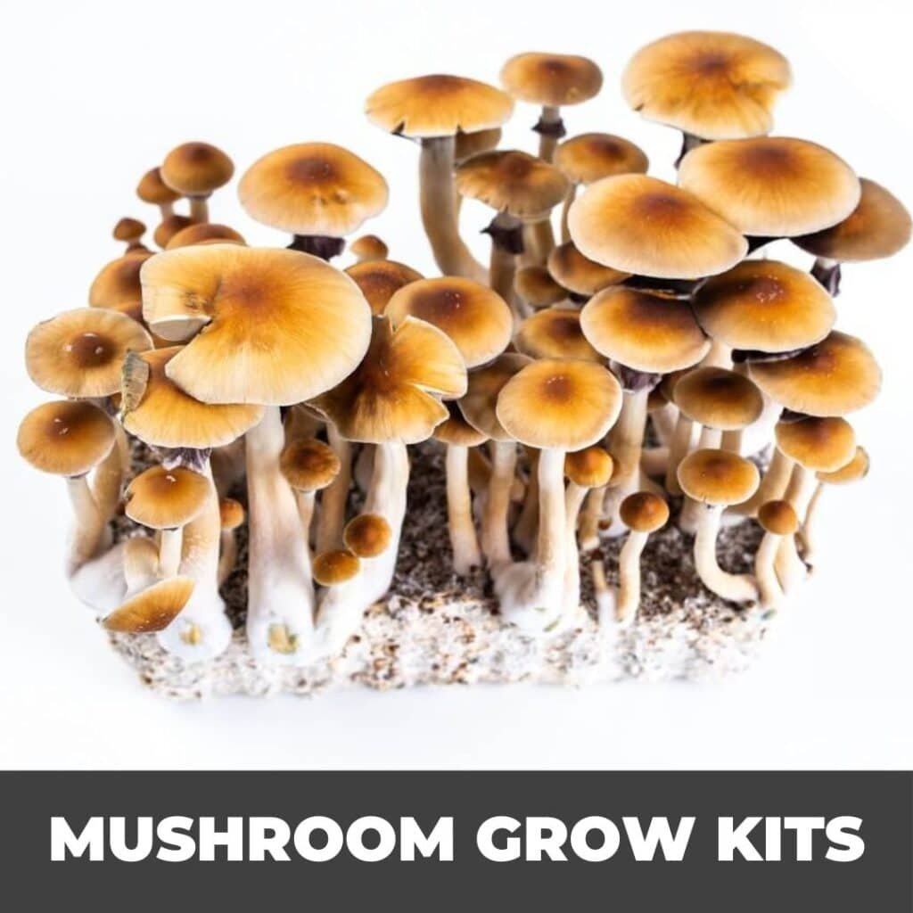 Planet Spores Mushroom Grow Kits Category
