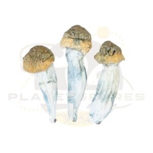 Psilocybe cubensis psilocybin mushroom