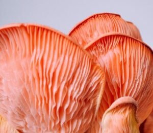 Red mushroom gills