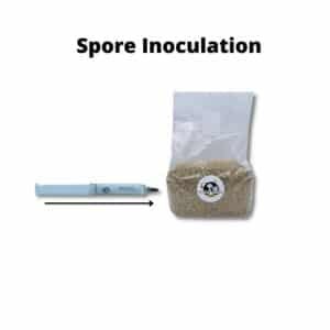 Spore syringe mushroom Inoculation