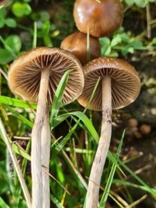 Wild mushroom Stem
