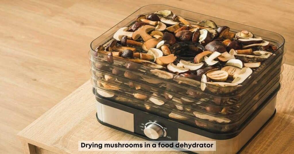 Drying magic mushrooms in food dehydrator