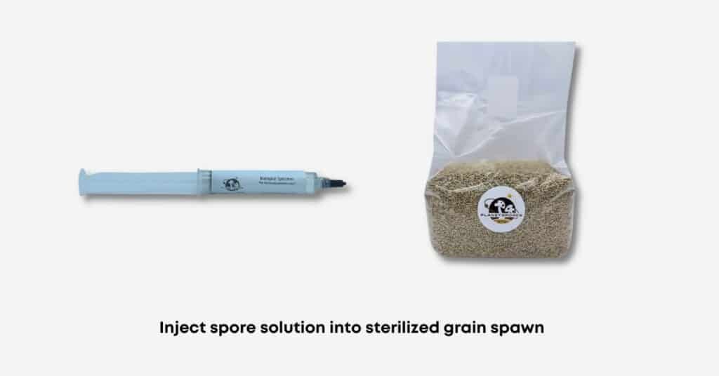Grain spawn inoculation using a spore syringe