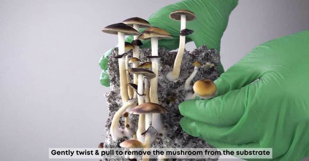 How to harvest magic mushrooms