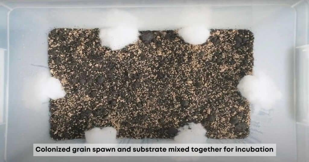 Mixed spawn and substrate to create fruiting mixture