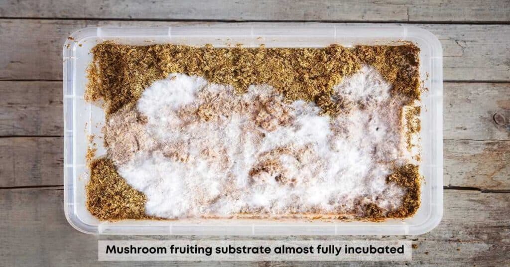 Mushroom fruiting substrate incubated with colonized grain spawn
