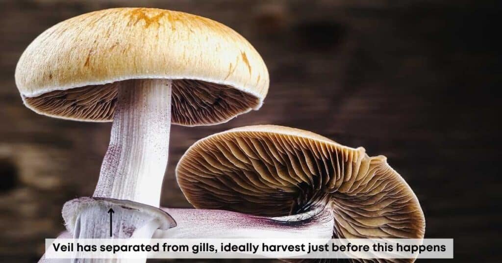 Mushroom veil separated from gills