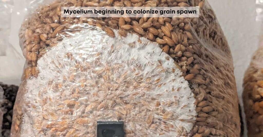Mycelium colonizing grain spawn bag