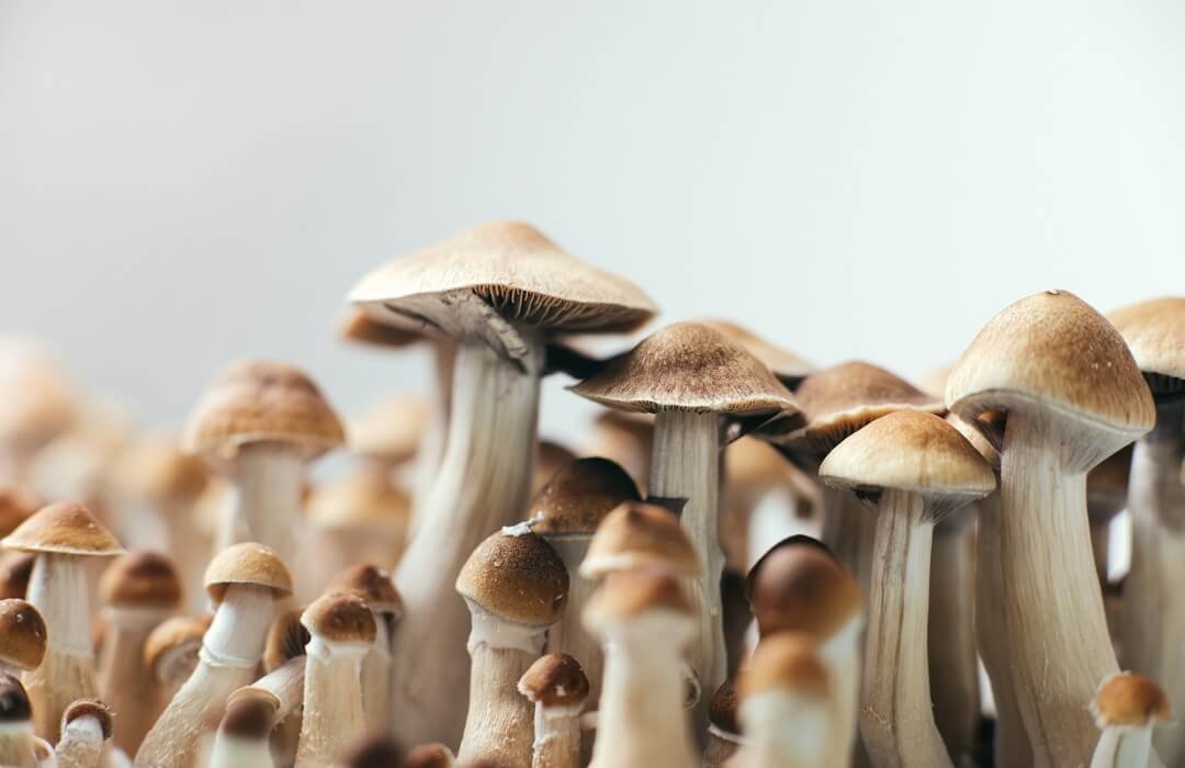 dense flush of fruiting magic mushrooms