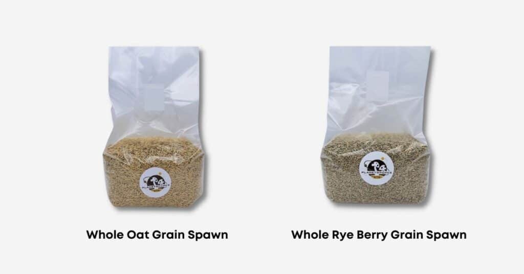 planet spores Rye and oat mushroom grain spawn