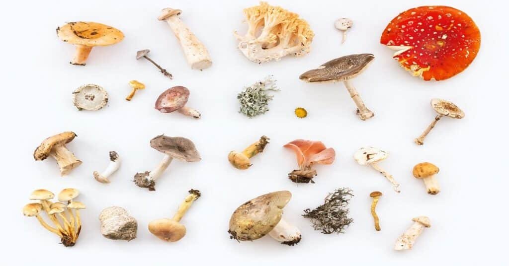 An-assortment-of-mushroom-species