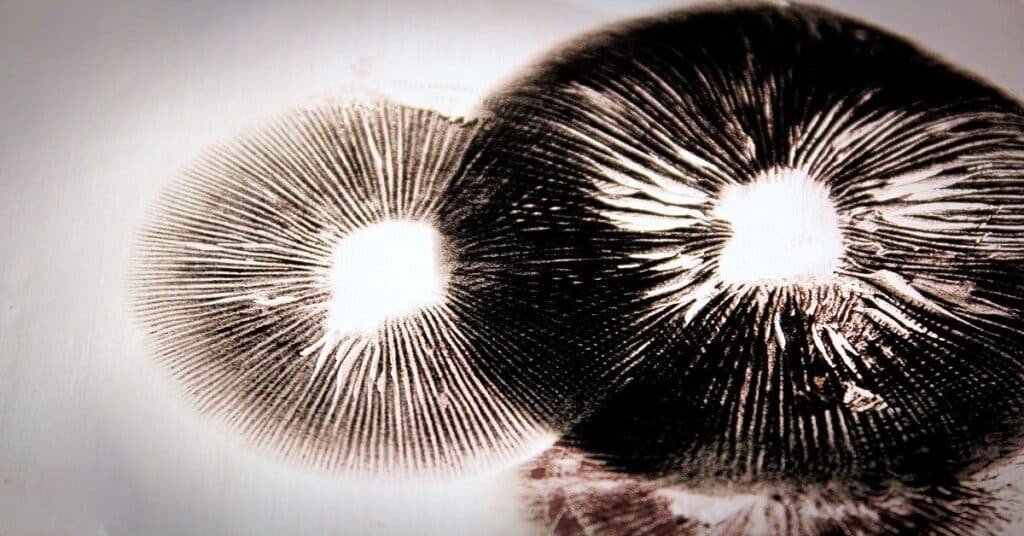 Magic-mushroom-spore-print-made-on-tinfoil-1