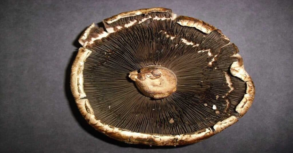 Mushroom-cap-removed-for-spore-printing