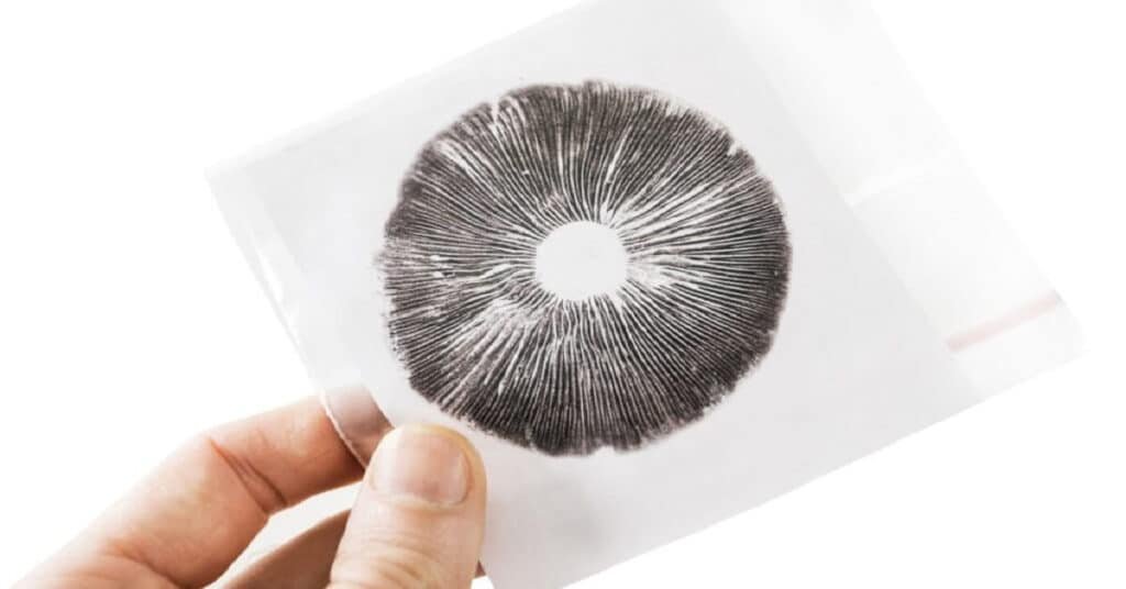 Mushroom-spore-print-prepared-for-storage