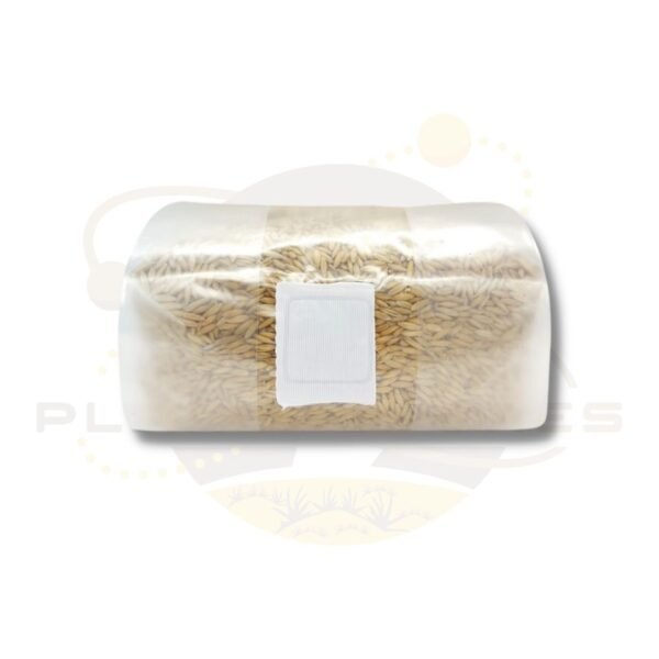 Organic Oats in 3T filtered mushroom spawn bag