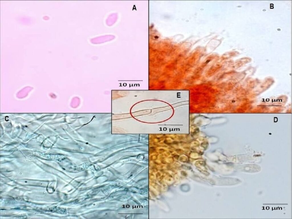 Light-microscope-photographs-A-Basidiospores-B-Basidia-C-Pileus-context-hyphae-D