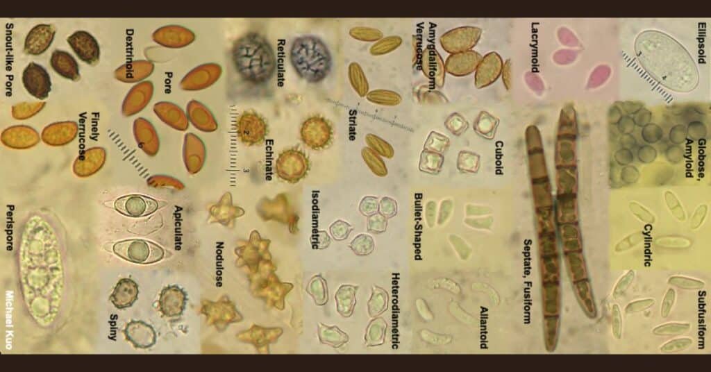 Various mushroom spores magnified under a microscope