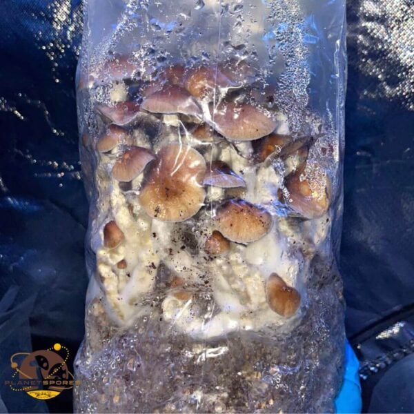 All-In-One Mushroom Fruiting Bag Example