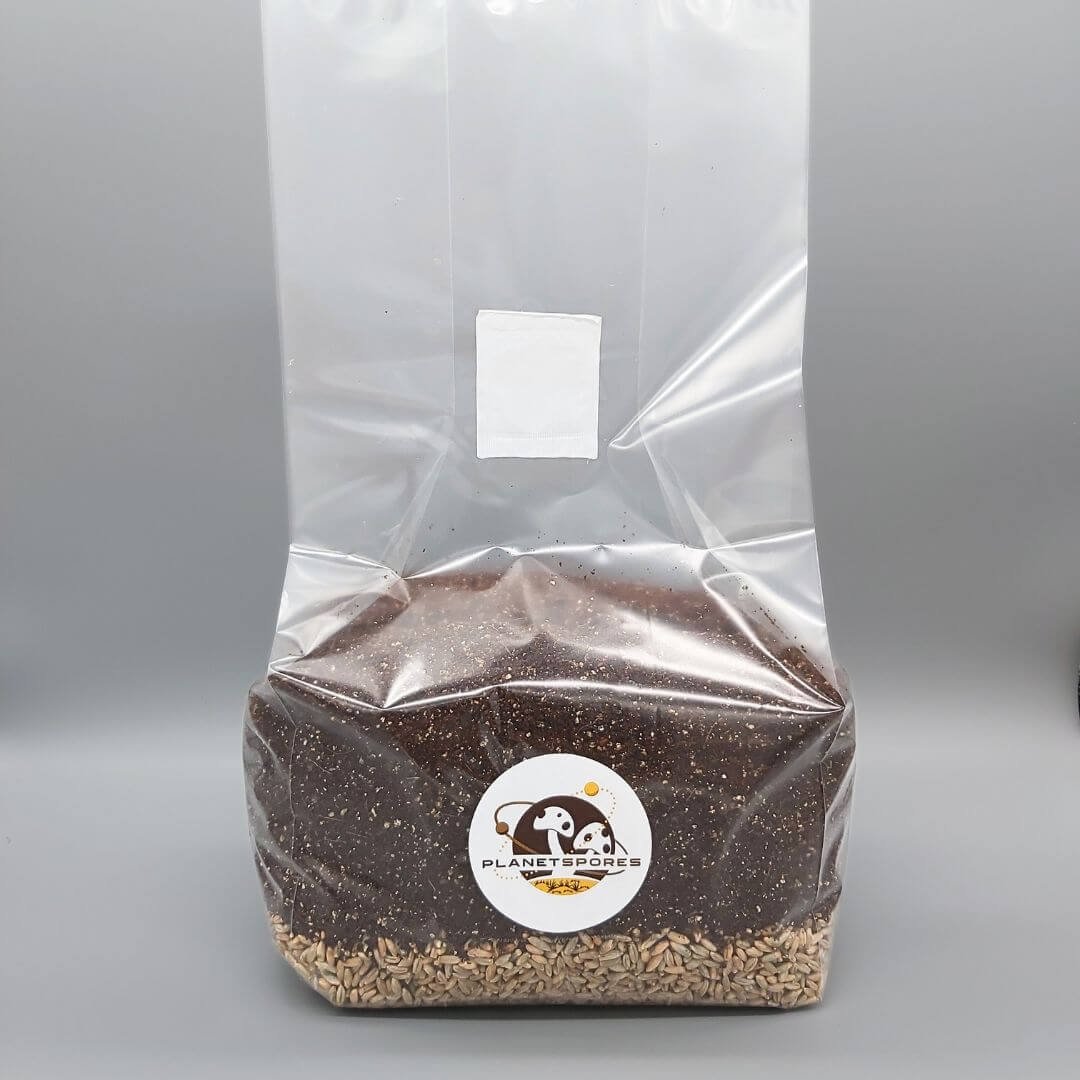 All-In-One Mushroom Fruiting Bag with rye - Planet Spores