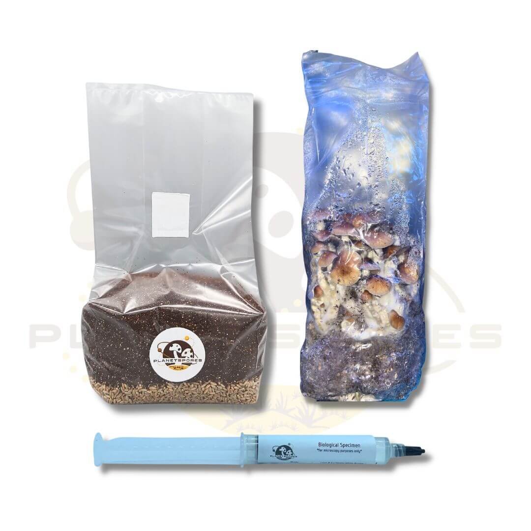 All-In-One Mushroom Rye Fruiting Bag - Planet Spores Grow Kit