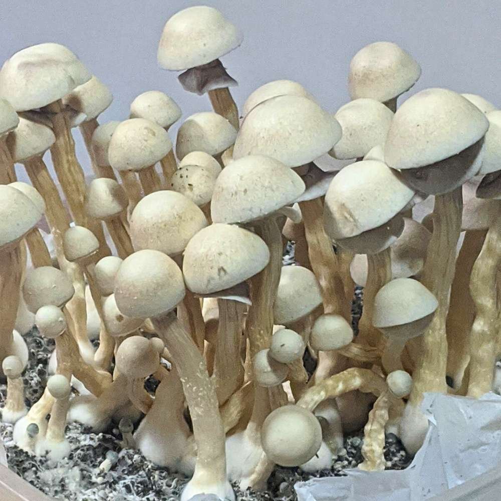 Albino Penis Envy Revert Mushrooms Growing