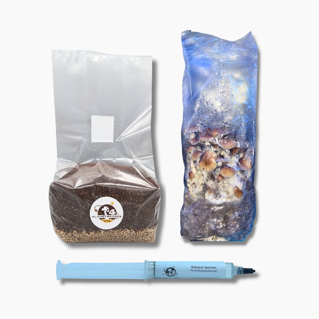 All-In-One Mushroom Rye Fruiting Bag - Planet Spores Grow Kit (grey)