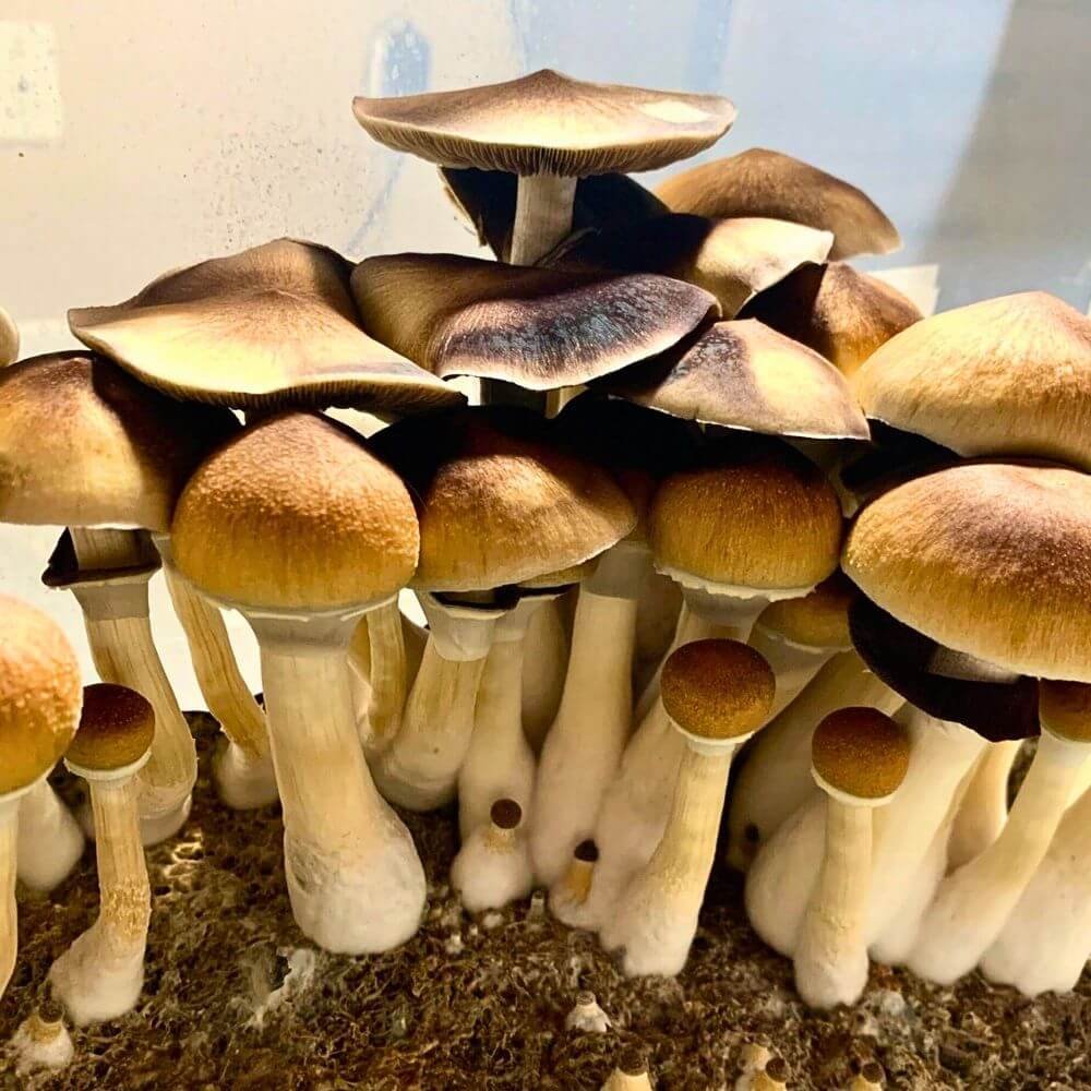 Aztec God Mushrooms Growing
