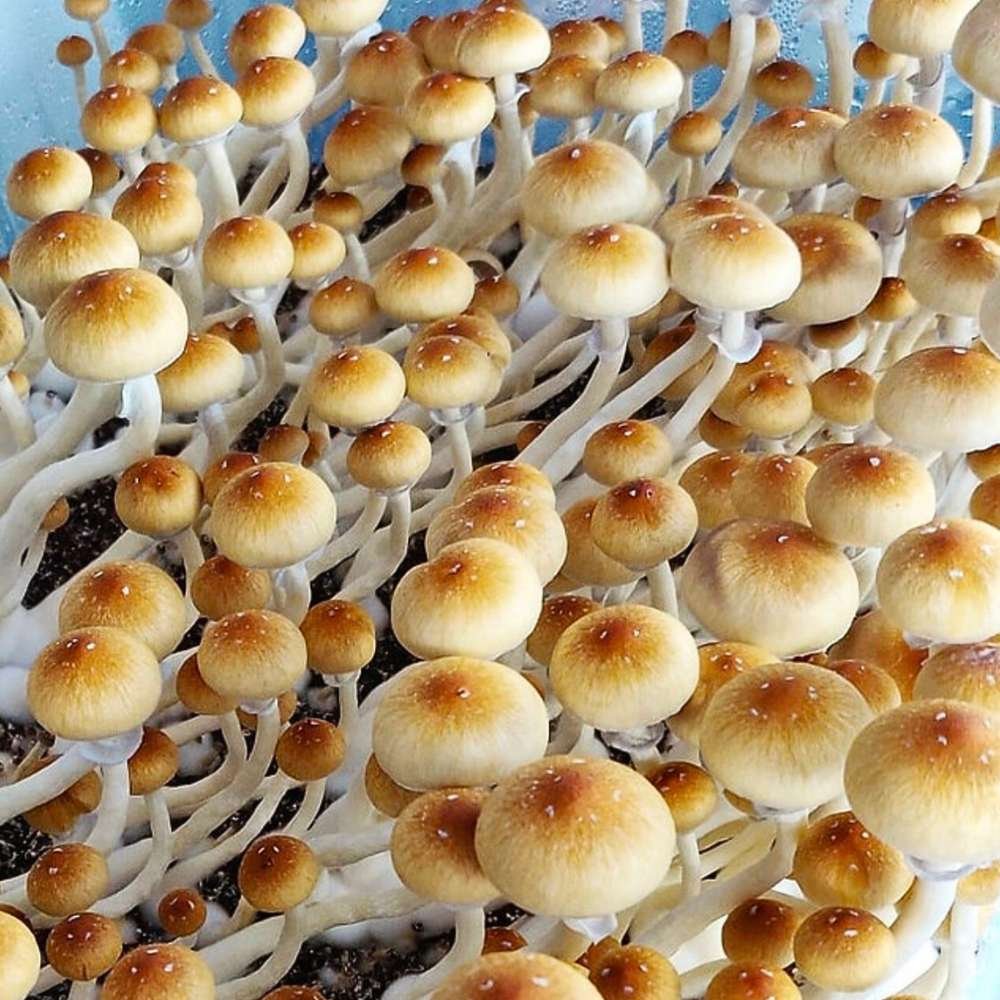 B Plus Mushrooms Growing