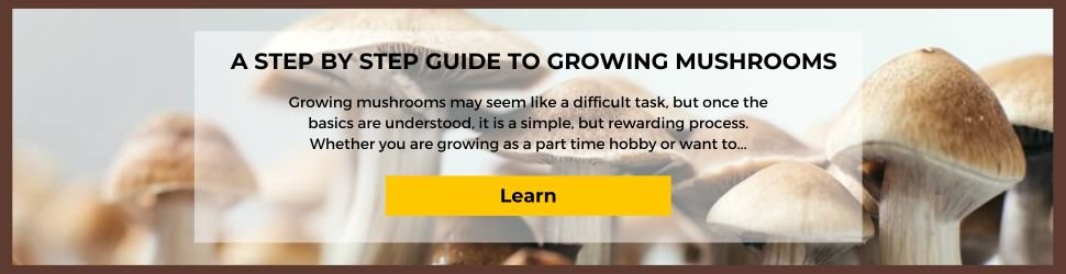 Blog Banner Desktop - Step-by-Step mushroom growing guide